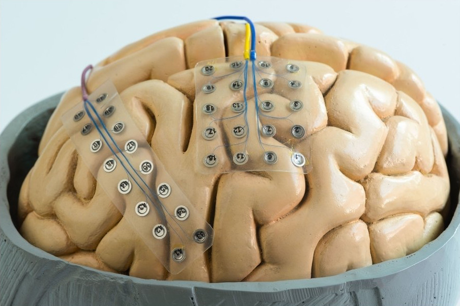 EEG-sensorer på en modell av en hjärna