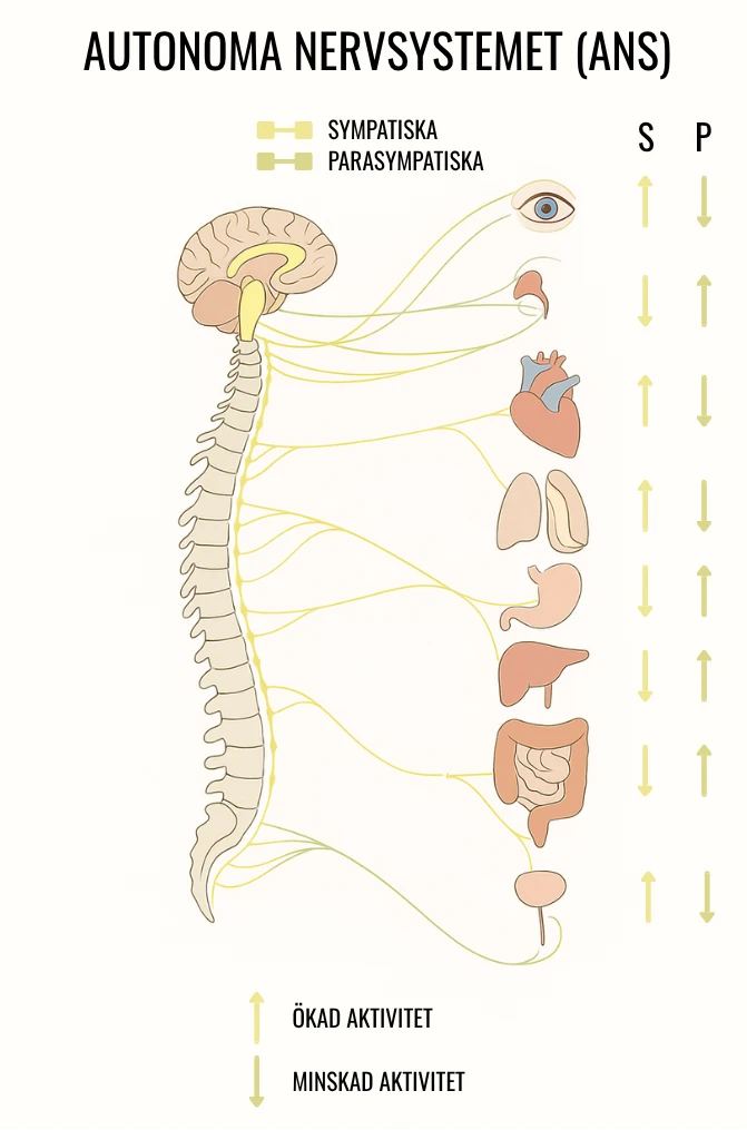 schematisk bild för det autonoma nervsystemet (ANS) och vilka organ som styrs med sympatiska och parasympatiska delar, pilar visar vad som aktiveras och deaktiveras