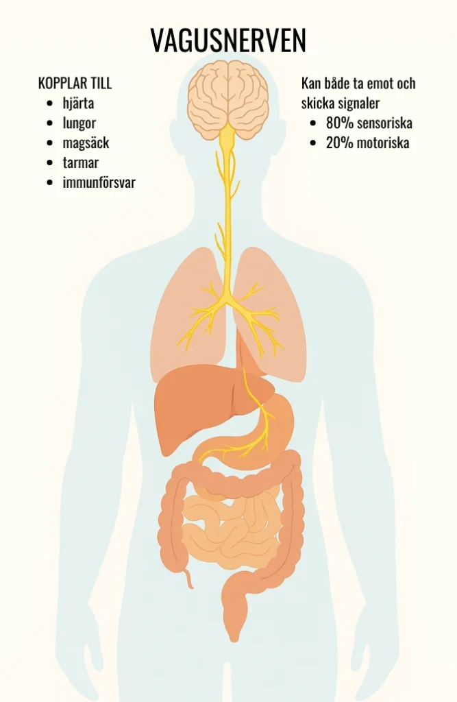 Anatomisk bild som visar organen Vagusnerven kopplar till och kan båda ta emot och skicka signaler till